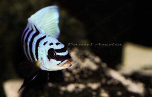 Metriaclima fainzilberi 'Maison Reef'